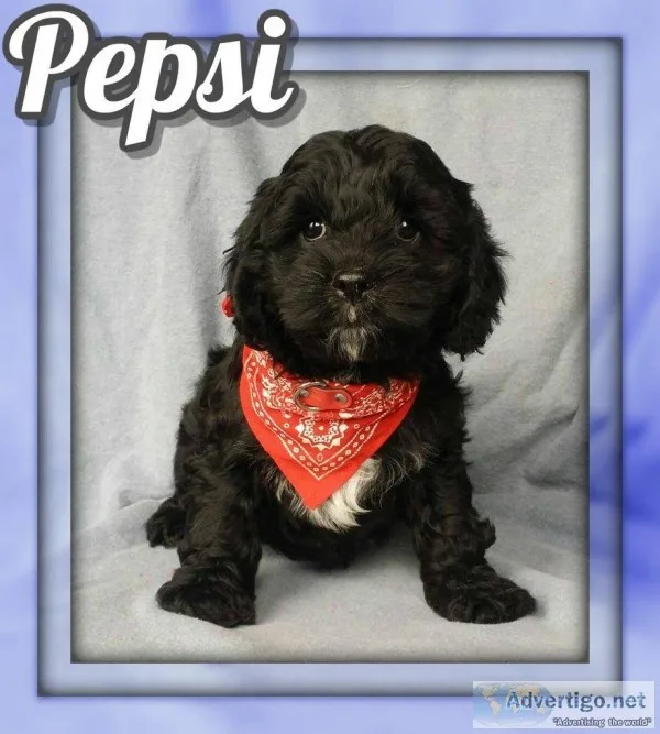 Pepsi Male Cockapoo