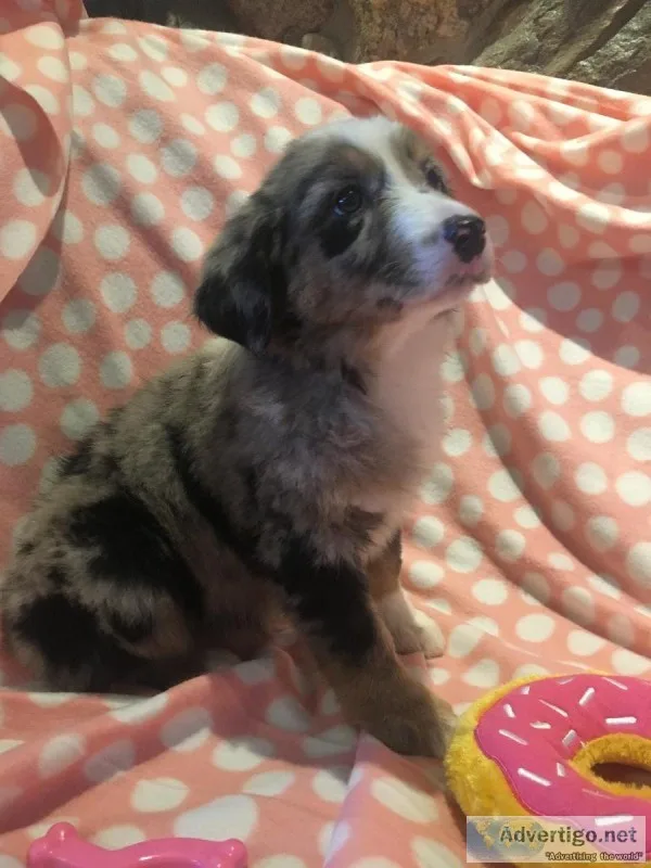 Australian Shepherd Puppy