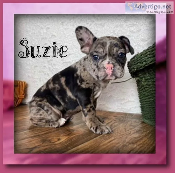 Suzie Female 78 French Bulldog