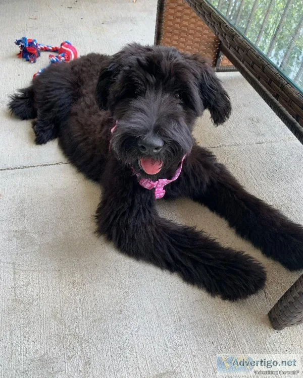 AKC Registered Giant Schnauzer