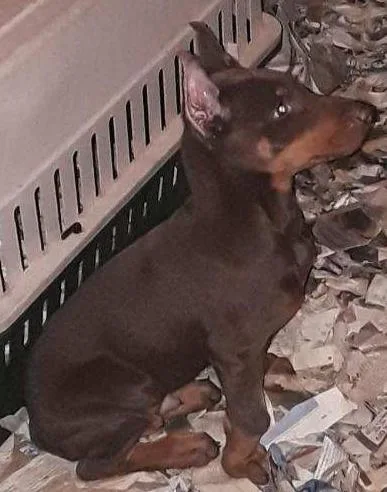 Over sized Dobermans pup