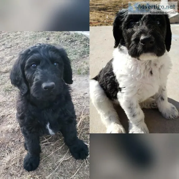 F1B CKC Labradoodle Puppies
