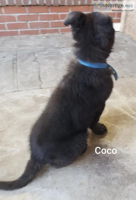German Shepard AKC