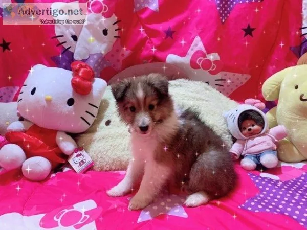 Pure bred female shelties