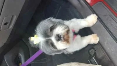 Shi-tzu