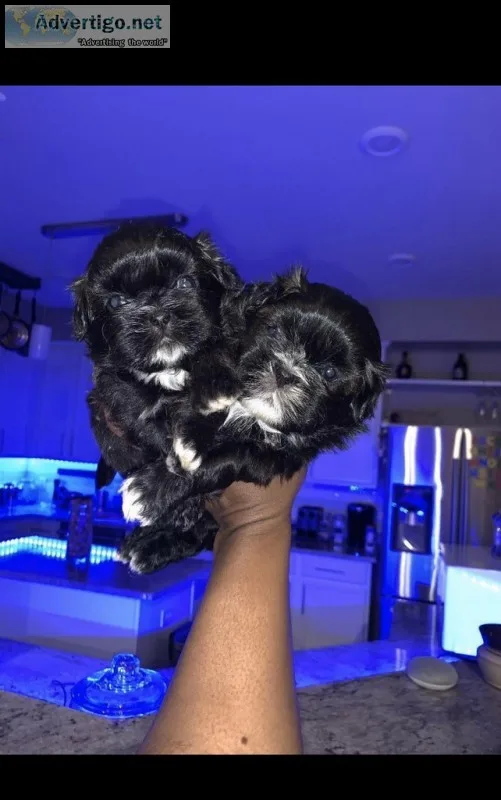 Registered Shih Tzu (Male)