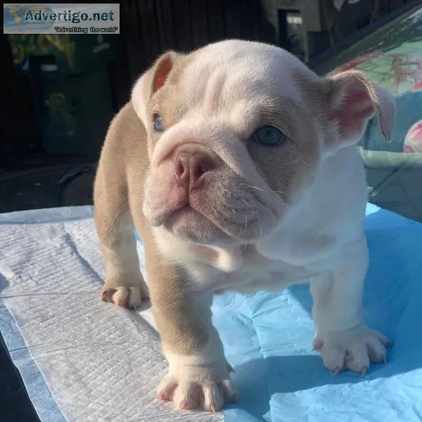 English Bulldog puppies for sale