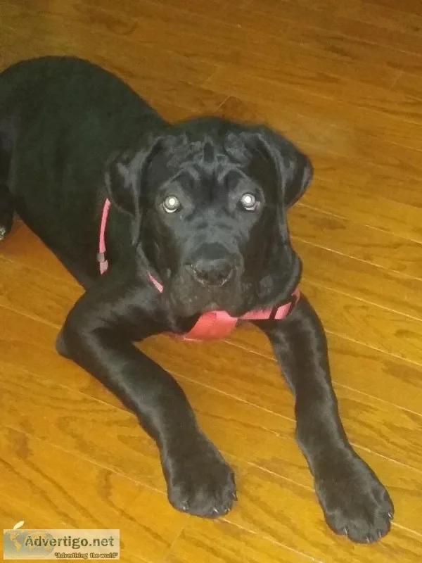 Cane Corso