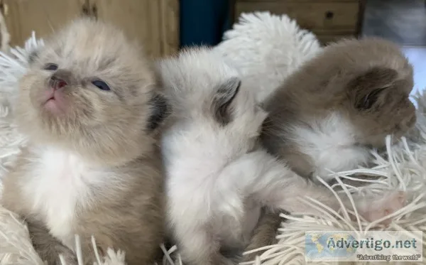Ragdoll Kittens
