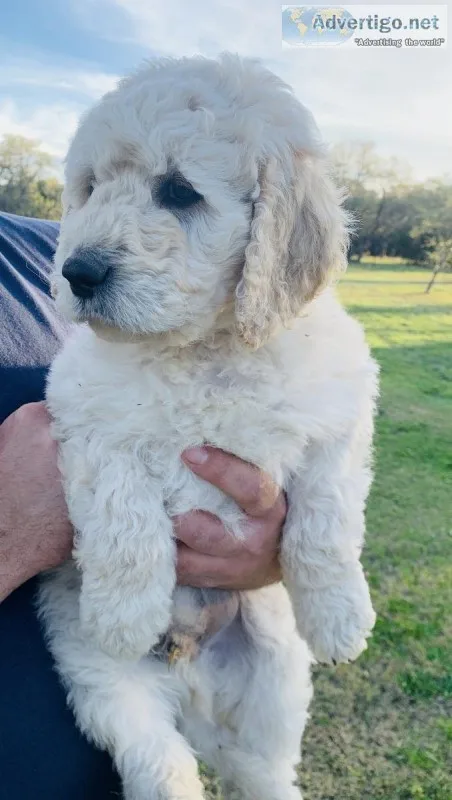 F1B Labradoodle Puppies