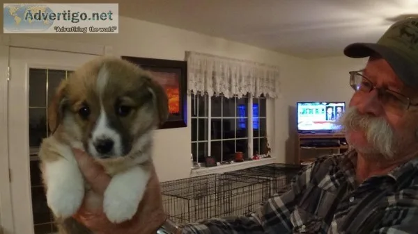 Female Pembroke Welsh Corgi Pups