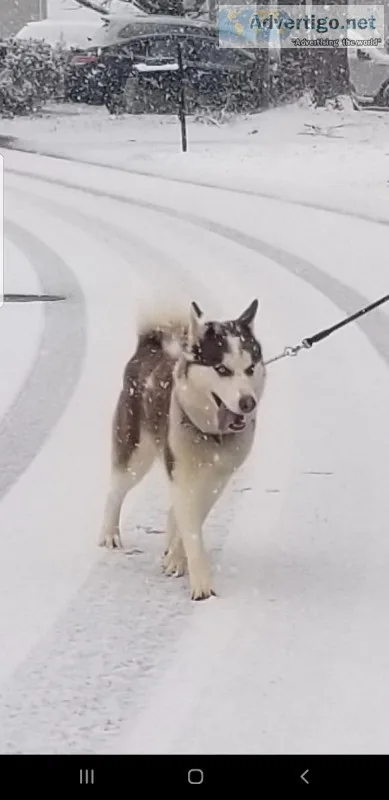 Syberian Husky