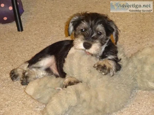 Mini Schnauzer 9 weeks Old