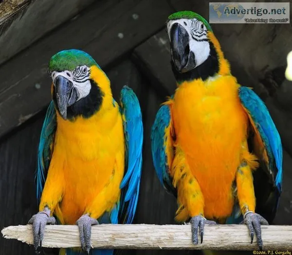 Incredible blue and gold macaw parrots for sale