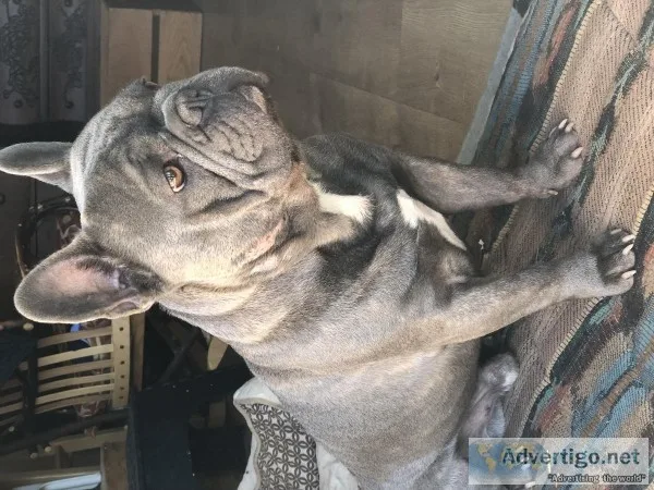3 year old blueblonde French bulldog