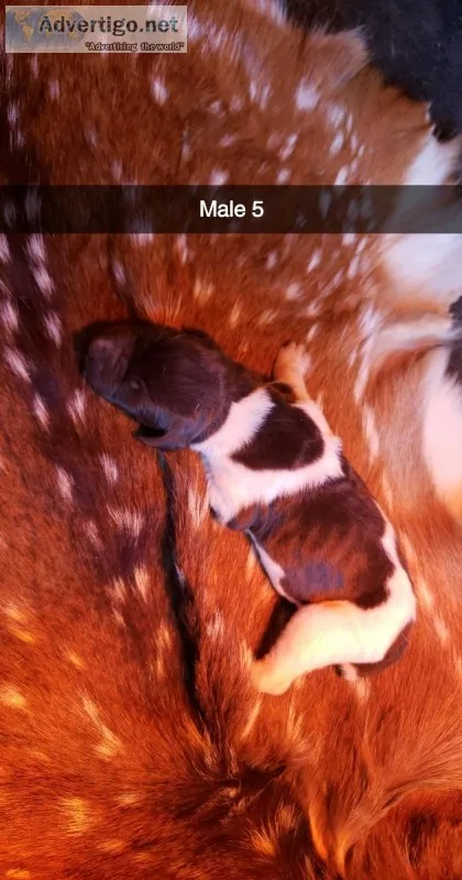 AKC German Shorthair Pointers
