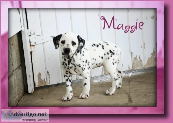 Maggie Female Dalmatian