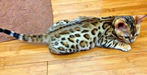 Pets/cats