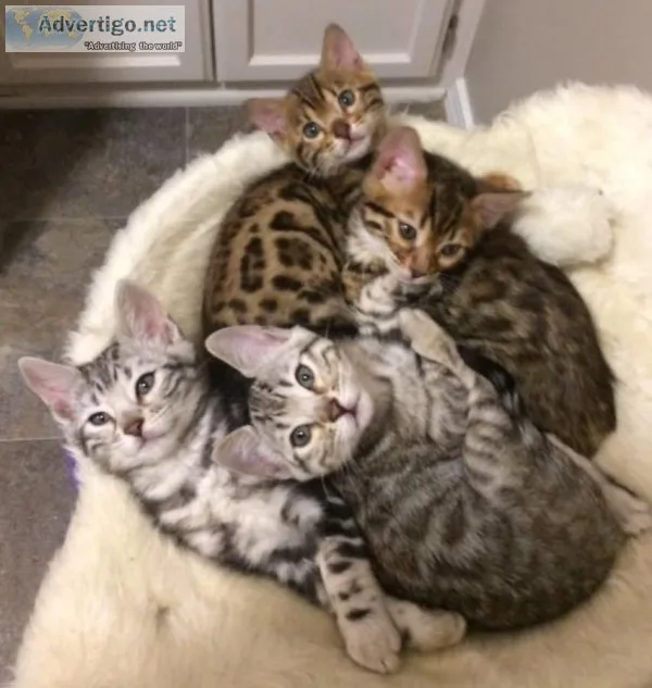 Registered bengal two kittens