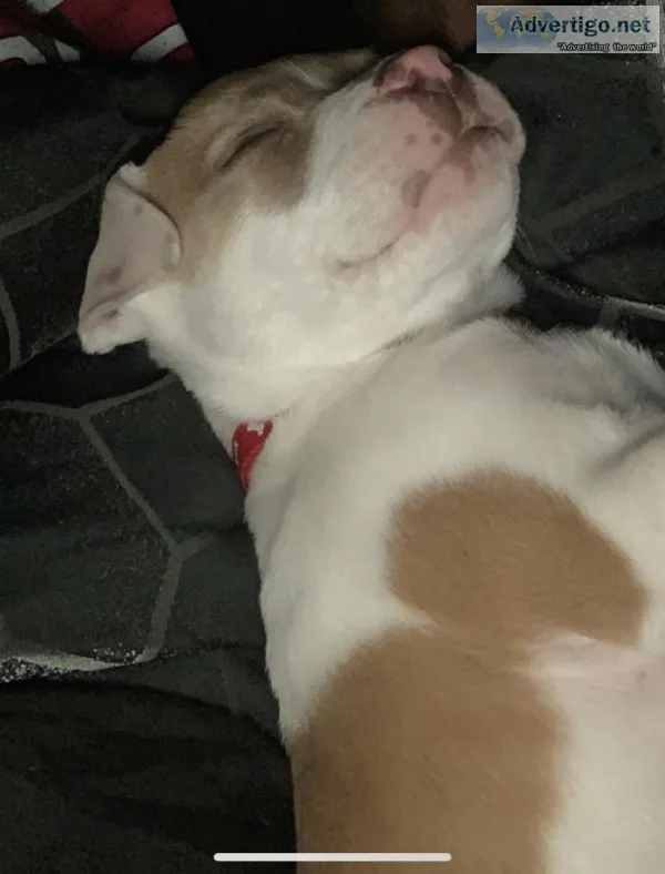 Female Pitbull Puppy Red Nose