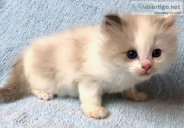 Pets/cats
