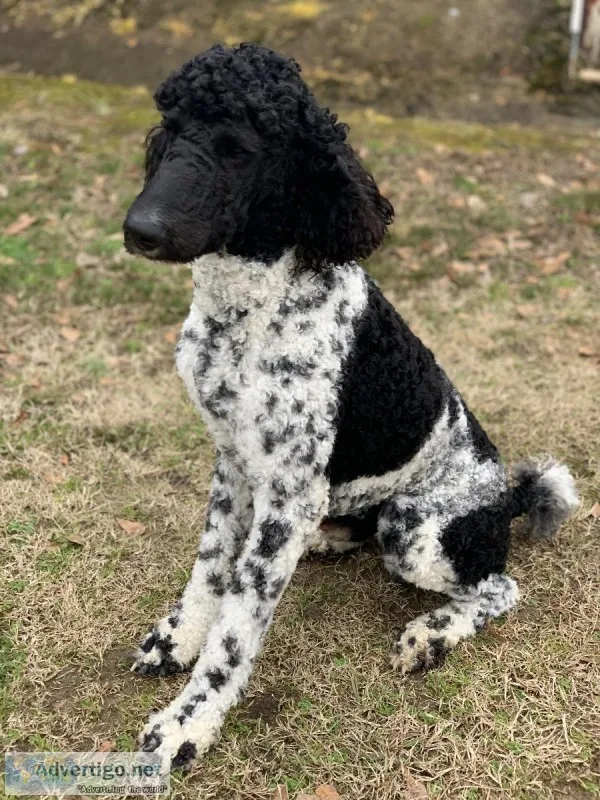 Standard Poodle