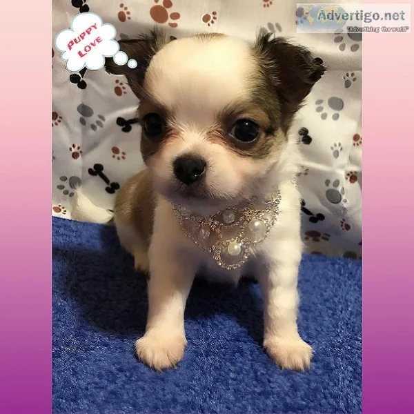 Longhair CKC Chihuahua puppies
