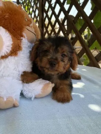 Yorkie puppies  For adoption