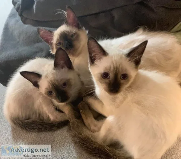 Siamese kittens