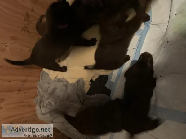 Chocolate lab pups
