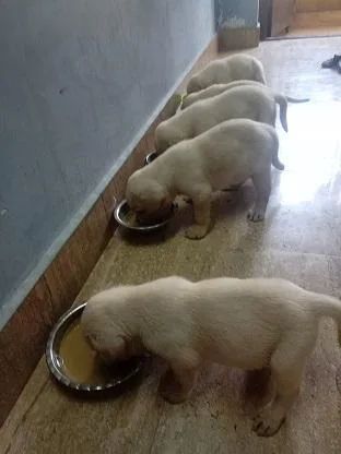 Female Labrador retriever puppy&rsquos sales at Chennai
