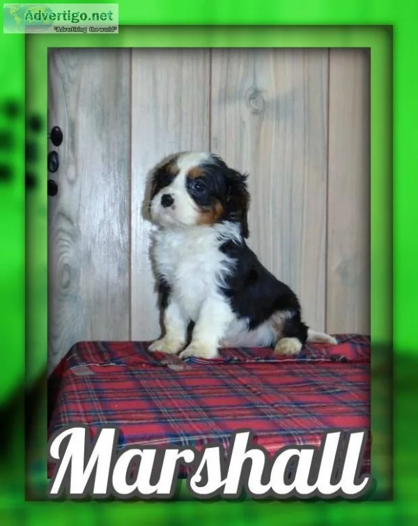Marshall Male AKC Cavalier