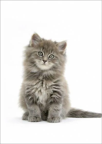 Adorable maine coon