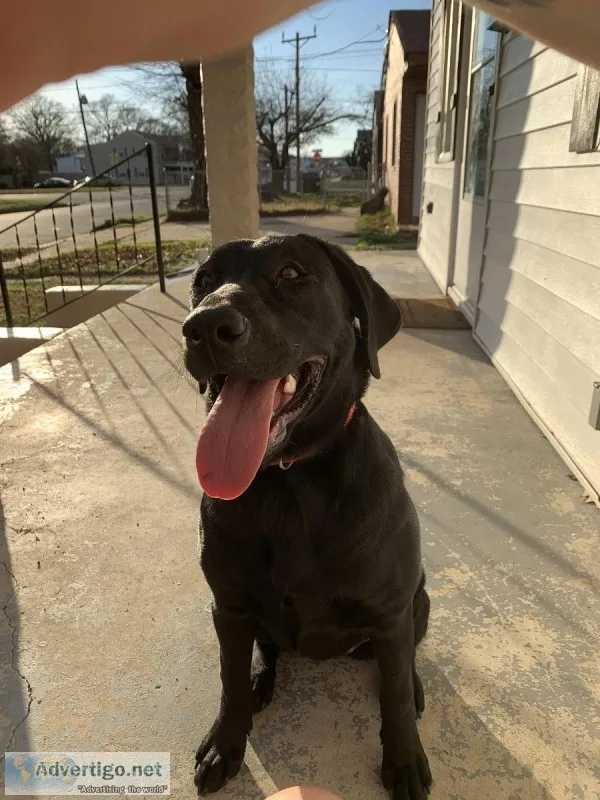 Loving Lab