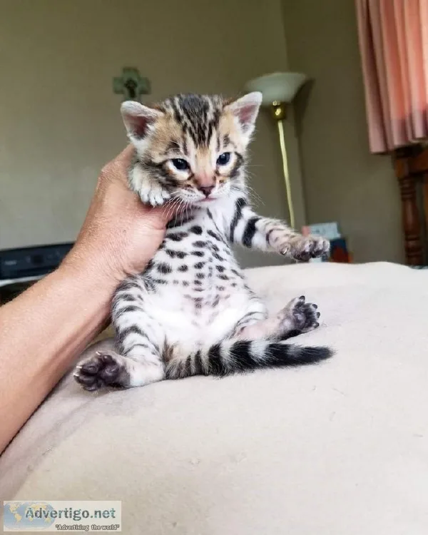 Sbt bengal kittens