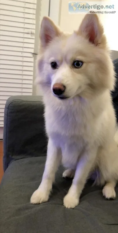 American Eskimo Dog for sale
