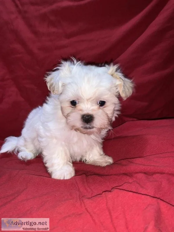 7 week old Shorkies