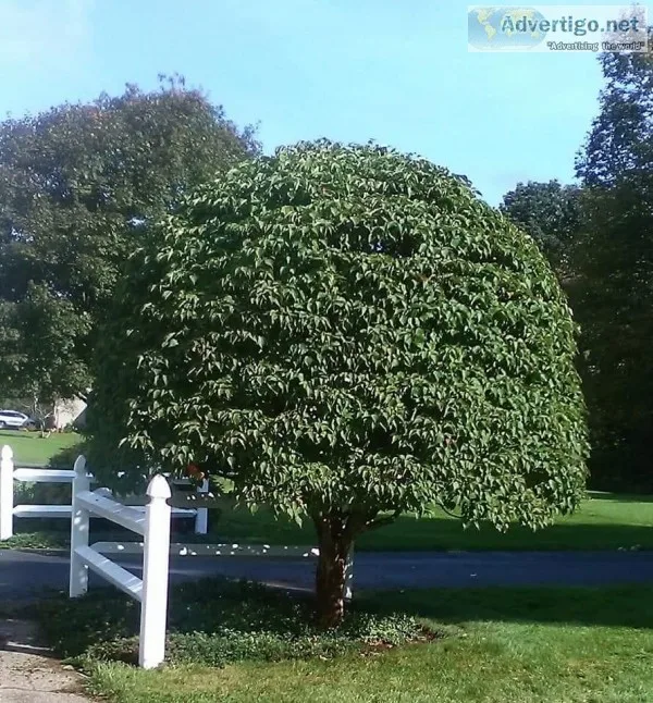 Expert Pruning Gardening and Landscaping