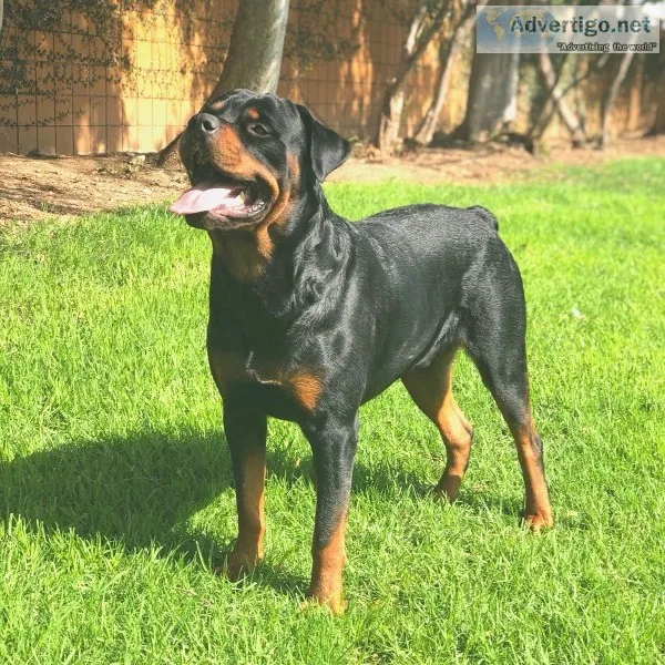 Male Rottweiler  for Stud  Service