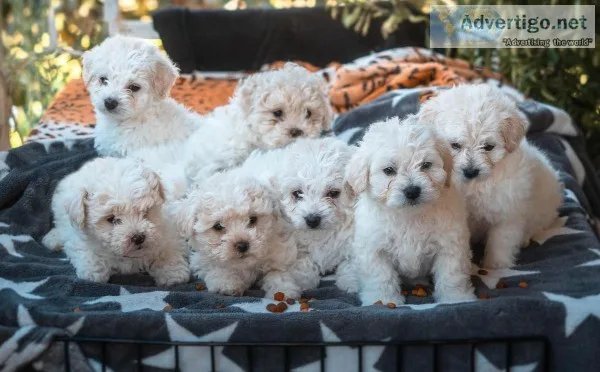 Maltipoo Pups for Sale