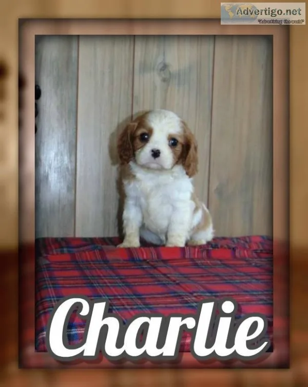 Charlie Male AKC Cavalier