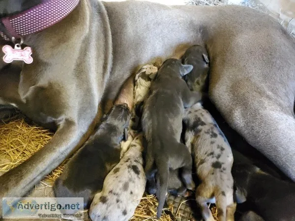 Great dane puppies