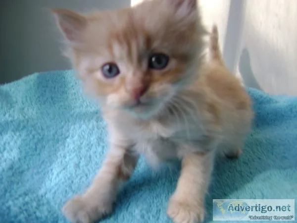 Red tabby persian