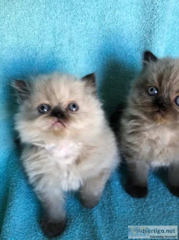Beautiful himalayan babies available 