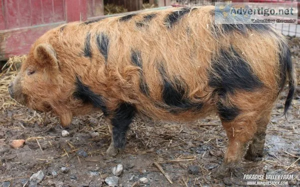 Kunekune Pig Sale