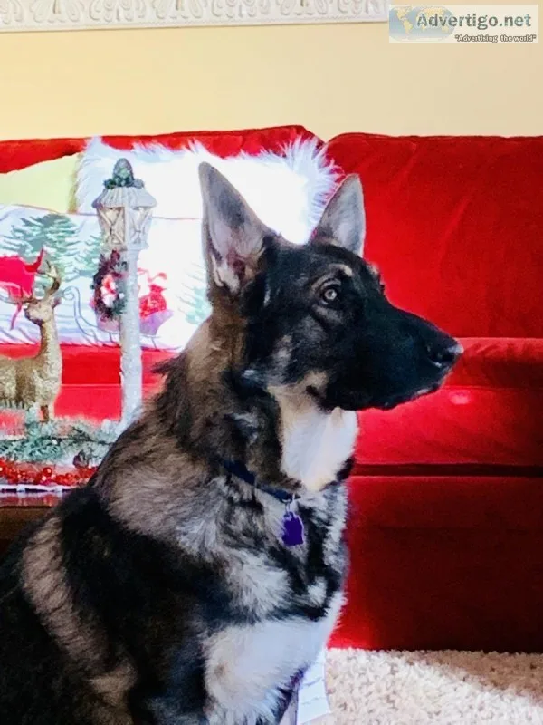 1year old male German Shepard