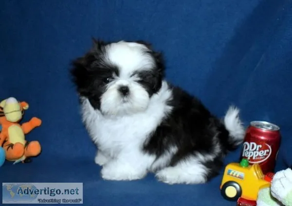 Shih Tzu Puppies - Champion Bloodlines