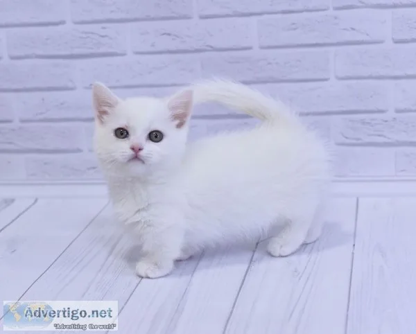 Kittens available munchkin 