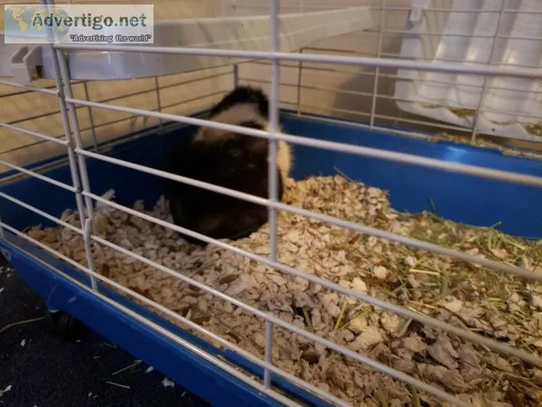 Guinea pig and cage