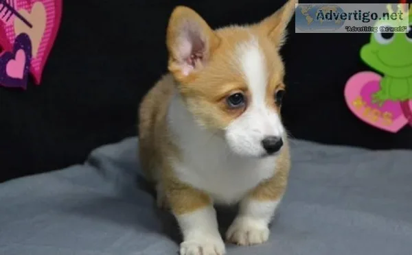 Talented Corgi puppies